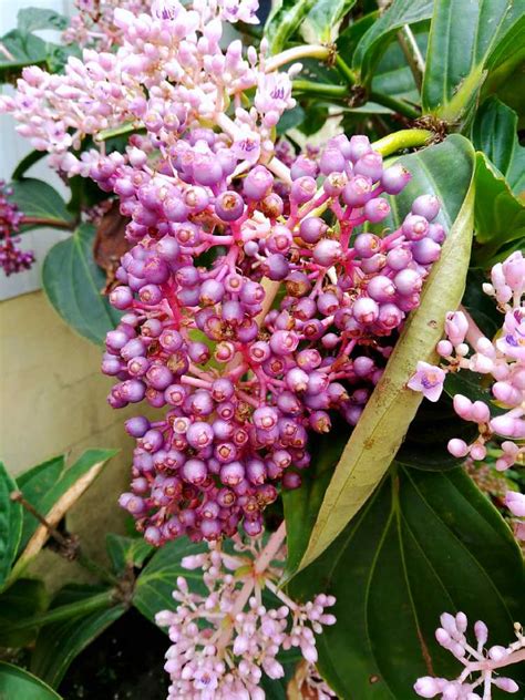 珍珠寶蓮風水|寶蓮花:形態特徵,生長環境,分布範圍,主要價值,繁殖方法,扦插繁殖,。